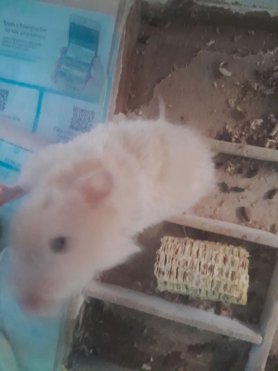 Dois hamster