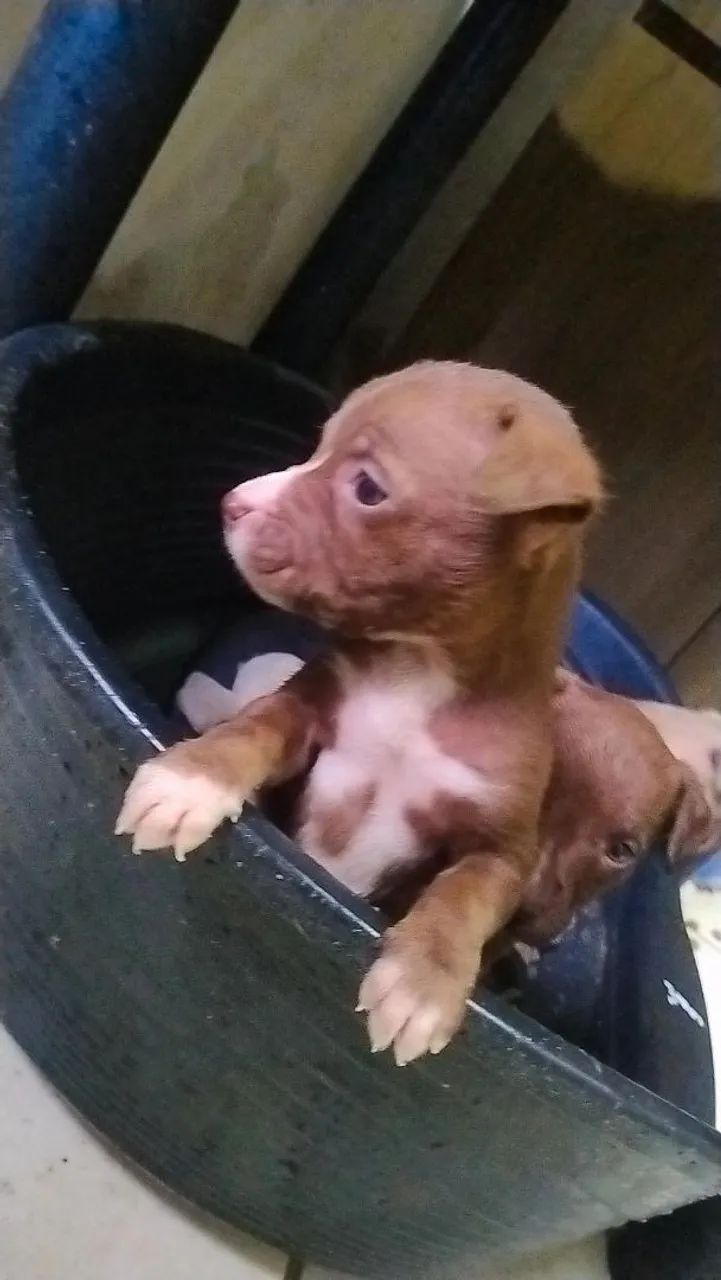 Pitbull  - Foto 4