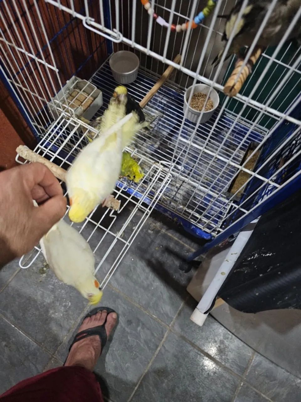 Pets