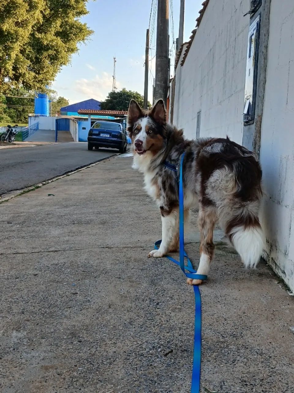 Border collie procura namorada - Foto 3