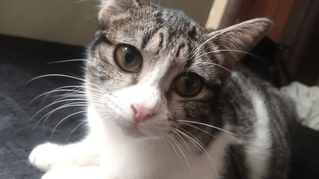 ADOÇÃO RESPONSÁVEL  - Foto 4