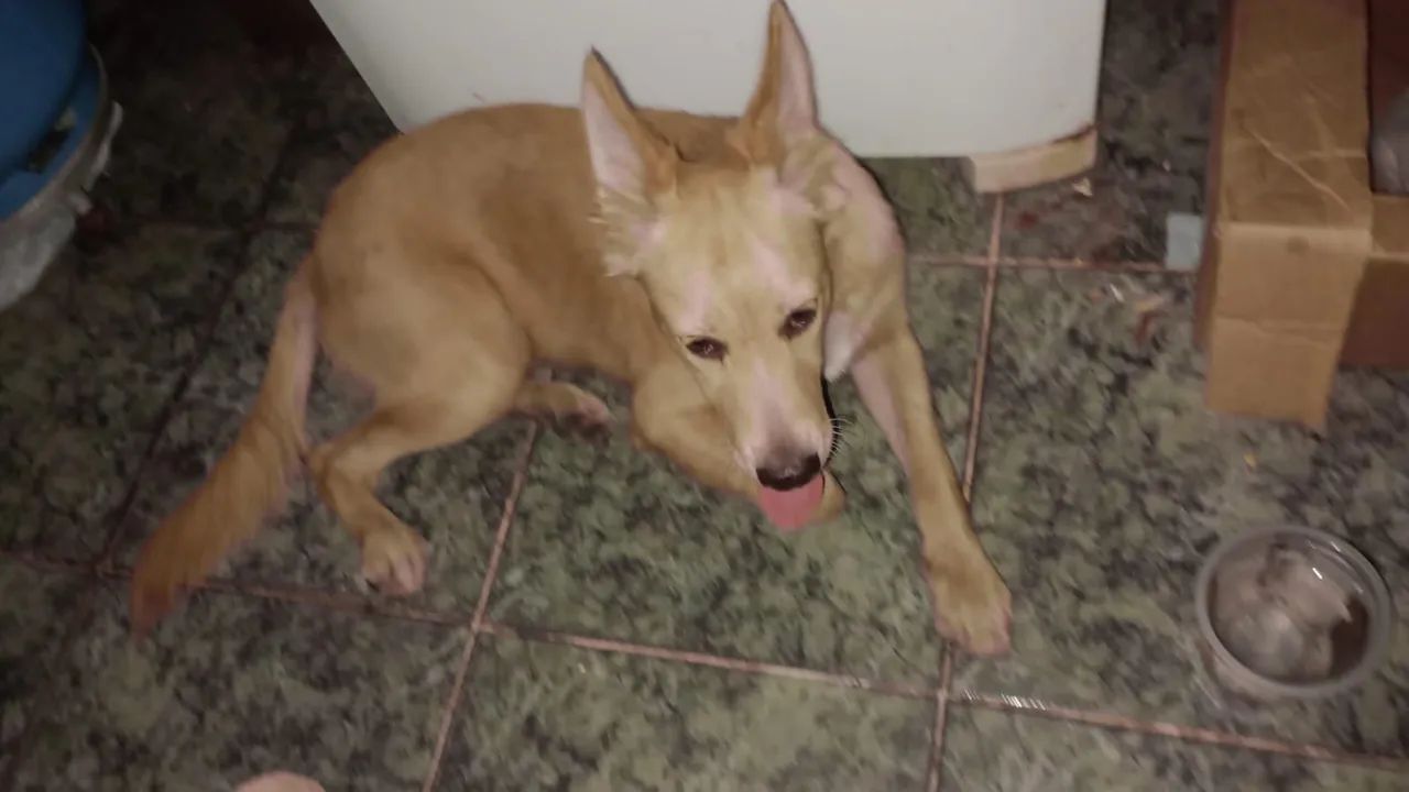 Cachorro porte grande - Foto 2