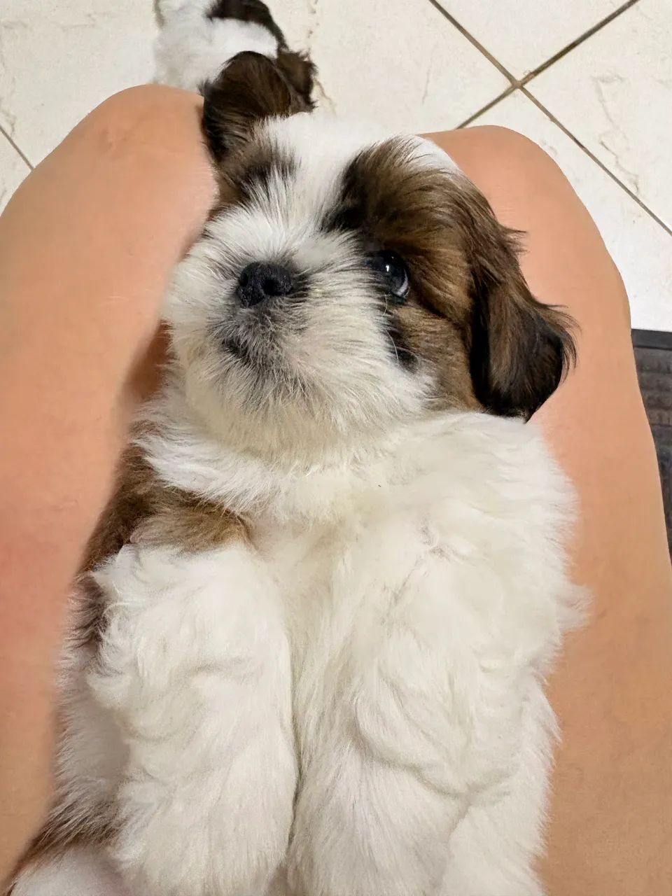 Filhote de Shihtzu macho  - Foto 4
