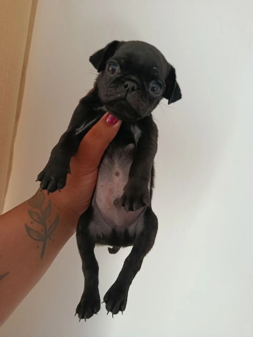 Pug filhote  - Foto 5