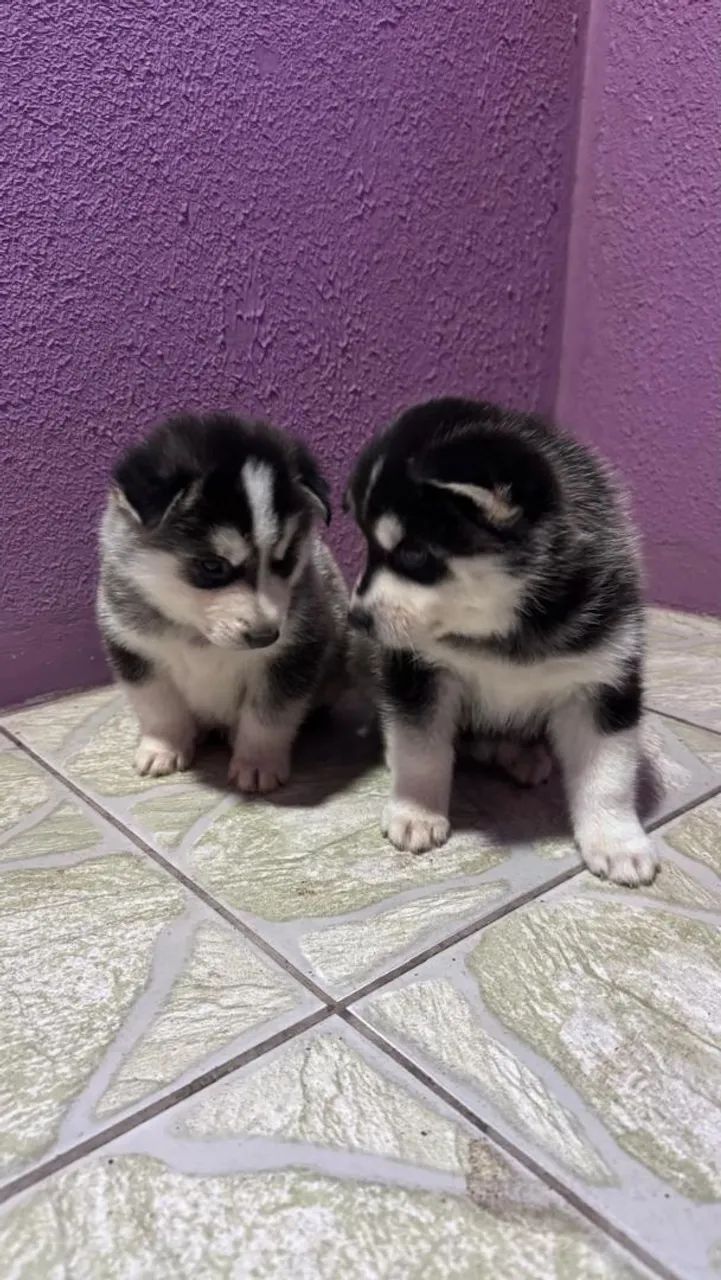 Husky Siberiano  - Foto 2