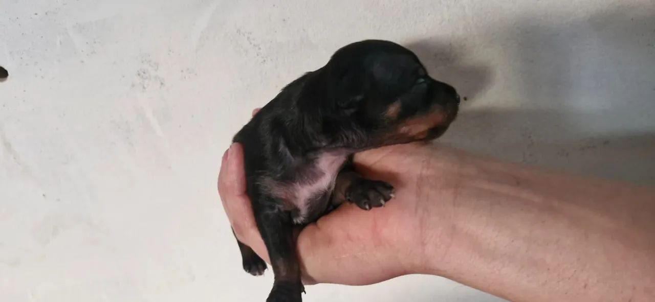 Filhotes pinscher  - Foto 3