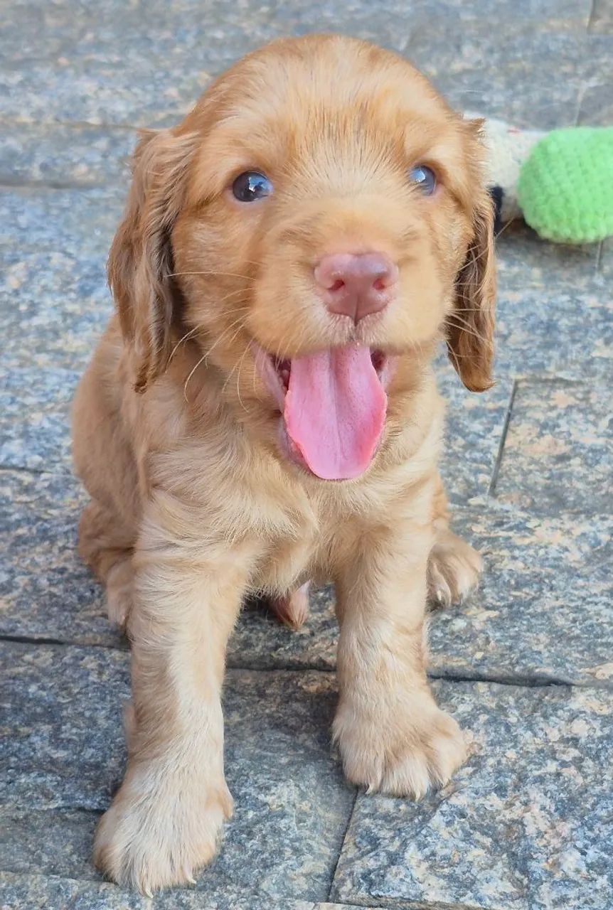 Cocker Spaniel Inglês 