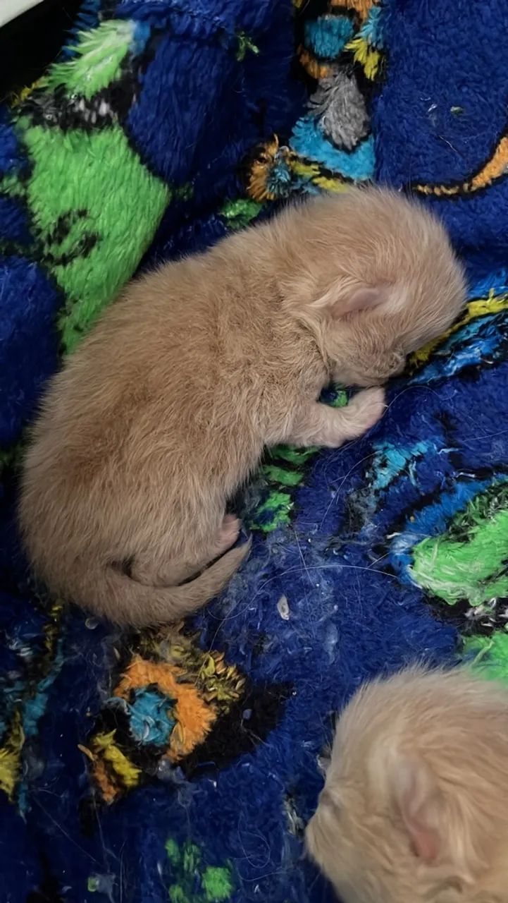 Gato persa - Foto 2