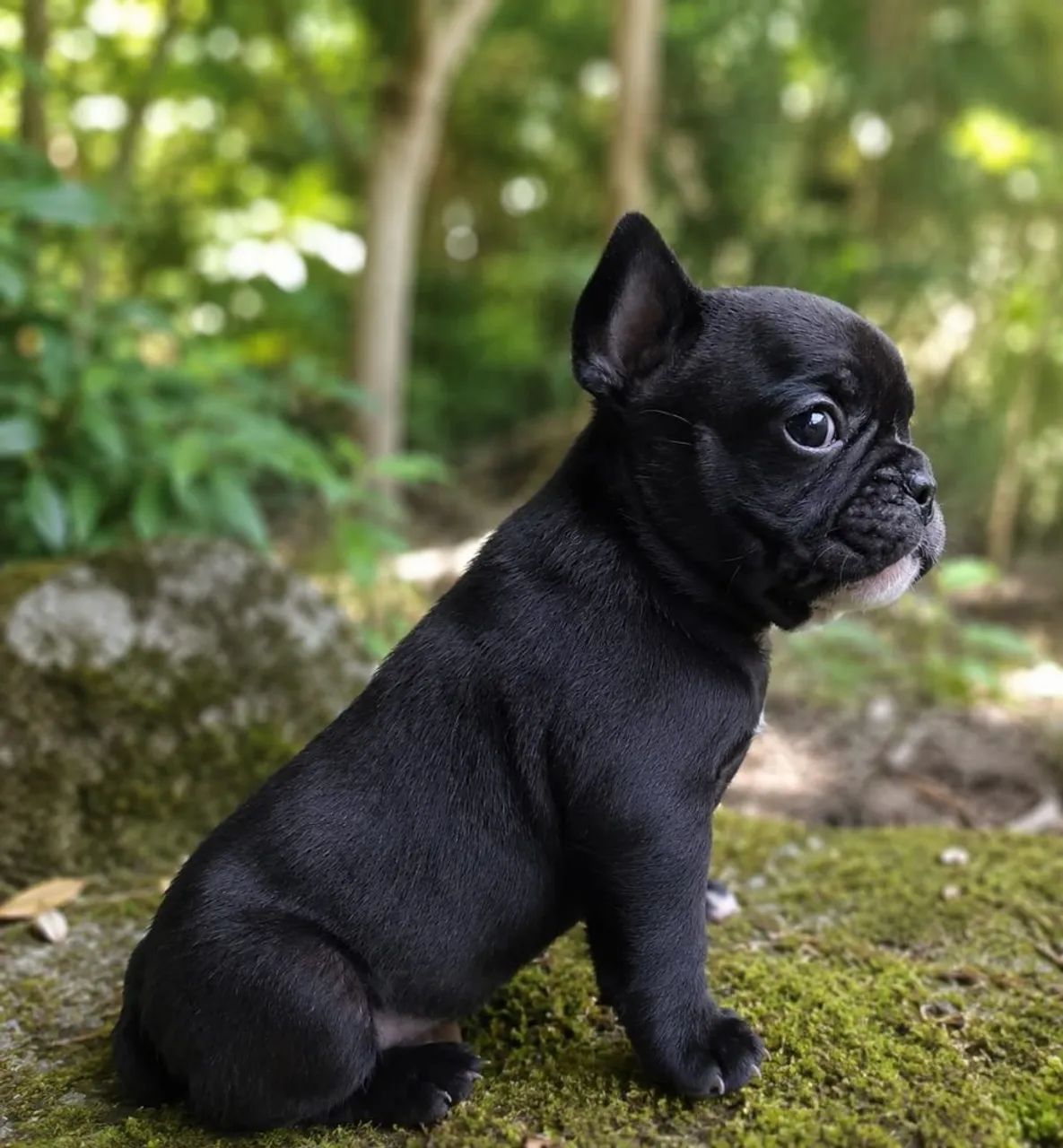 Buldogue francês  - Foto 3