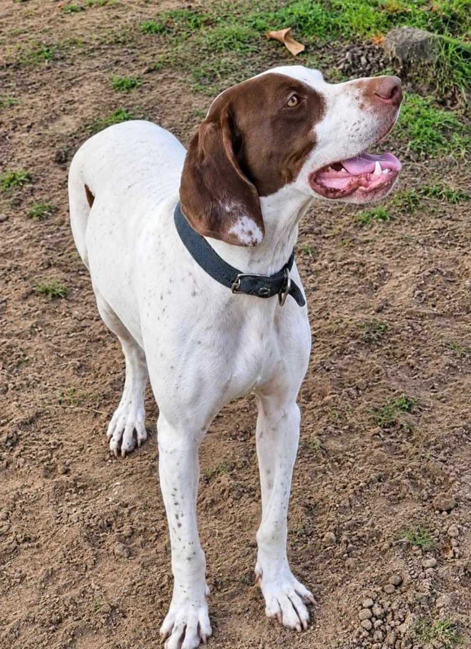 Foxhound x Pointer Ingles