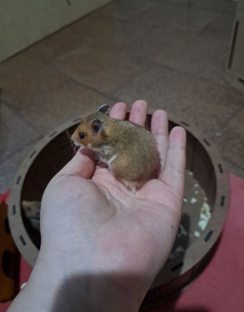 Filhotes de Hamster-sírio  - Foto 4