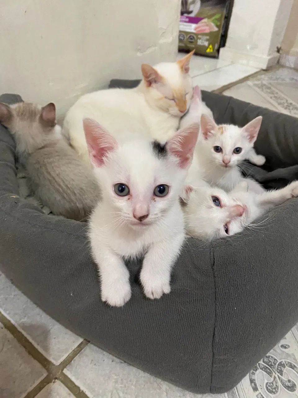 Gatinhos filhotes - Foto 2