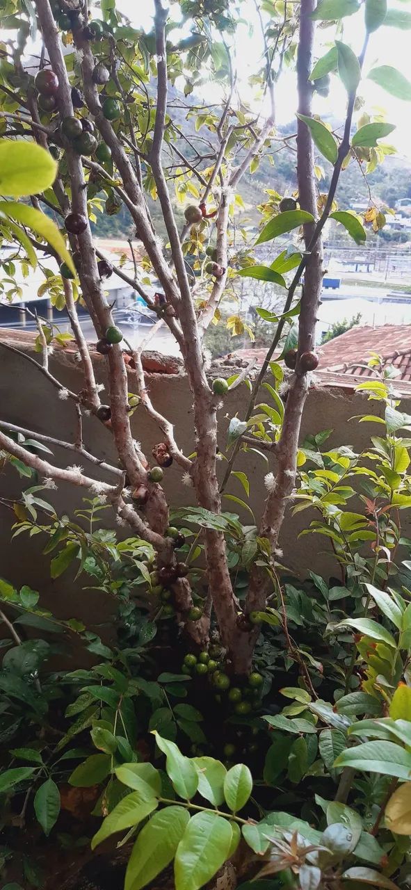 Pé de jaboticaba frutífero 