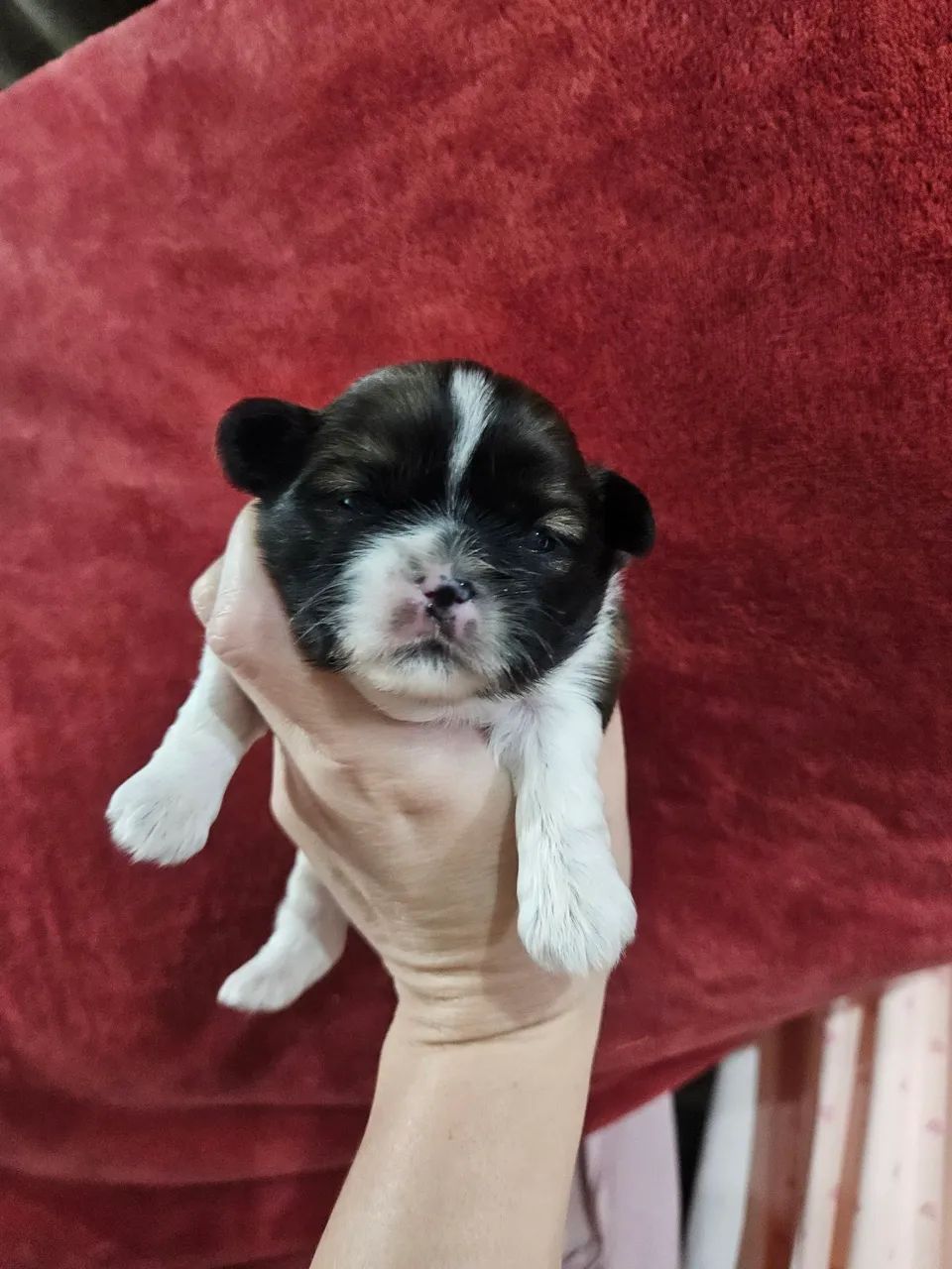 ShihTzu Macho  - Foto 5