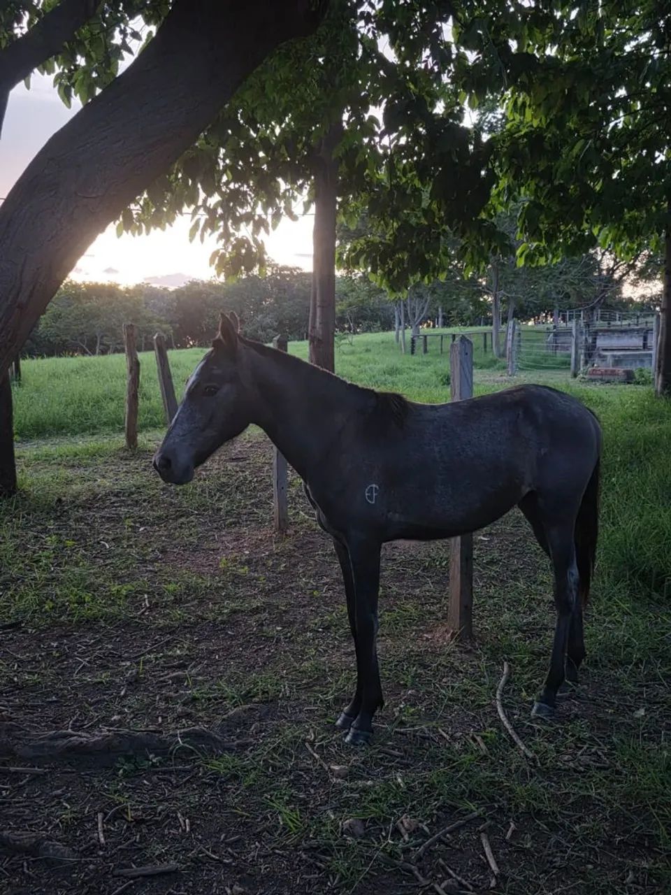 POTRA MANGALARGA MARCHADOR REGISTRADA - Foto 2