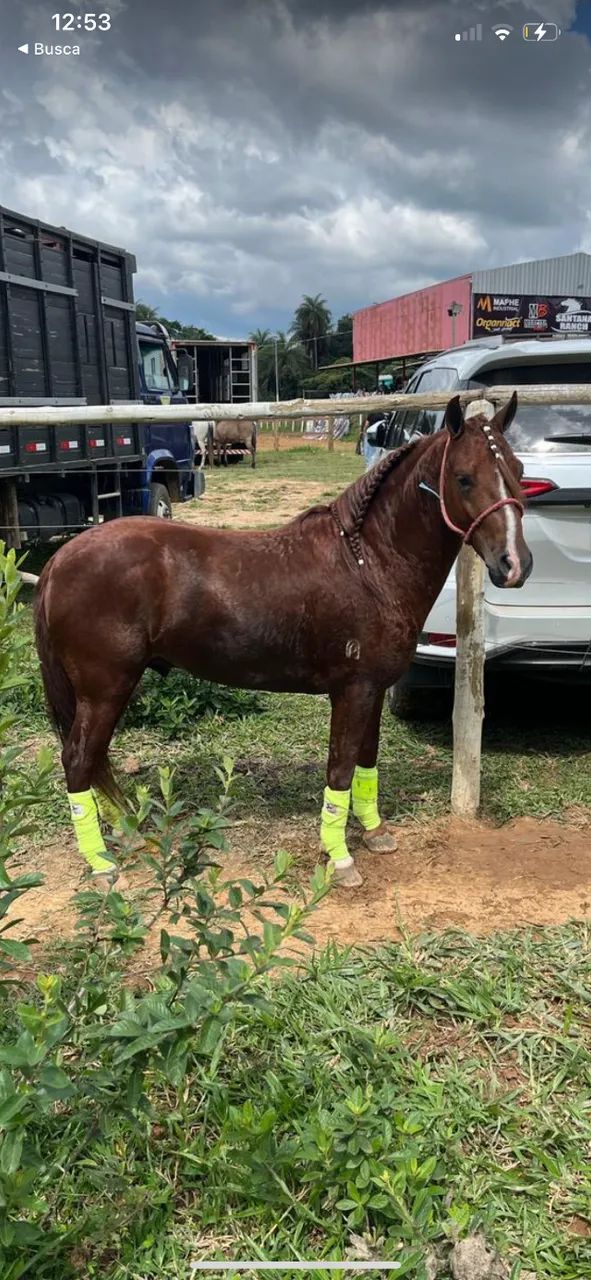 Cavalo piquira - Foto 5