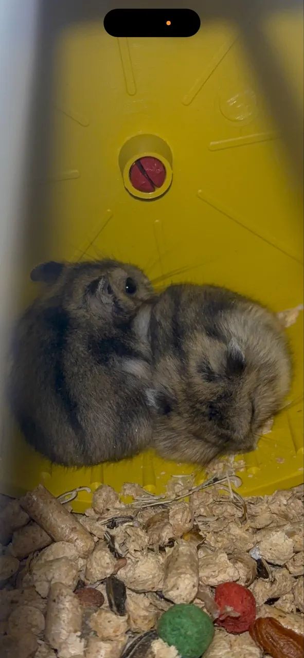 Kit de Completos de Hamster  - Foto 3