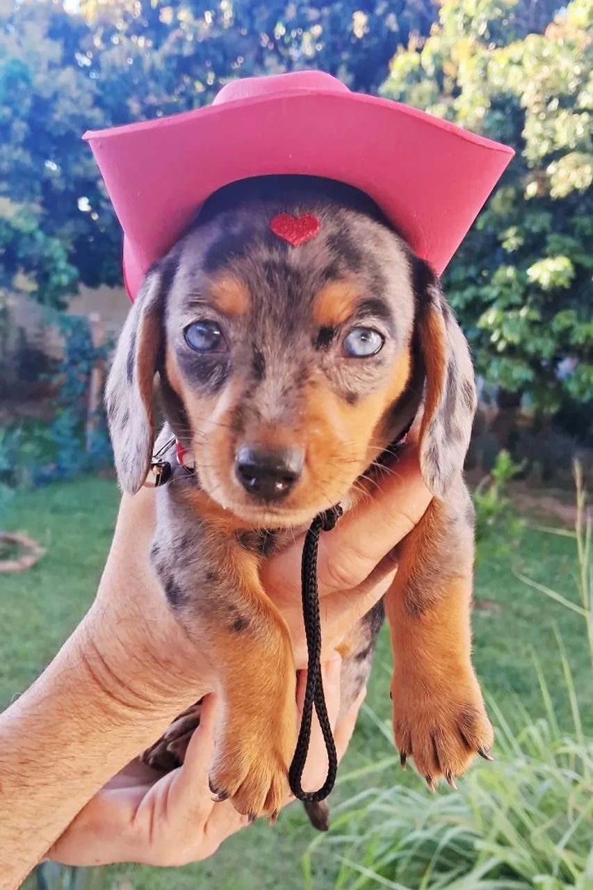 Filhote dachshund fêmea  - Foto 5