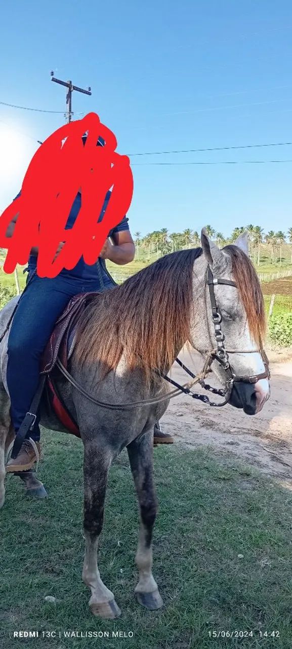 Cavalo ? - Foto 2