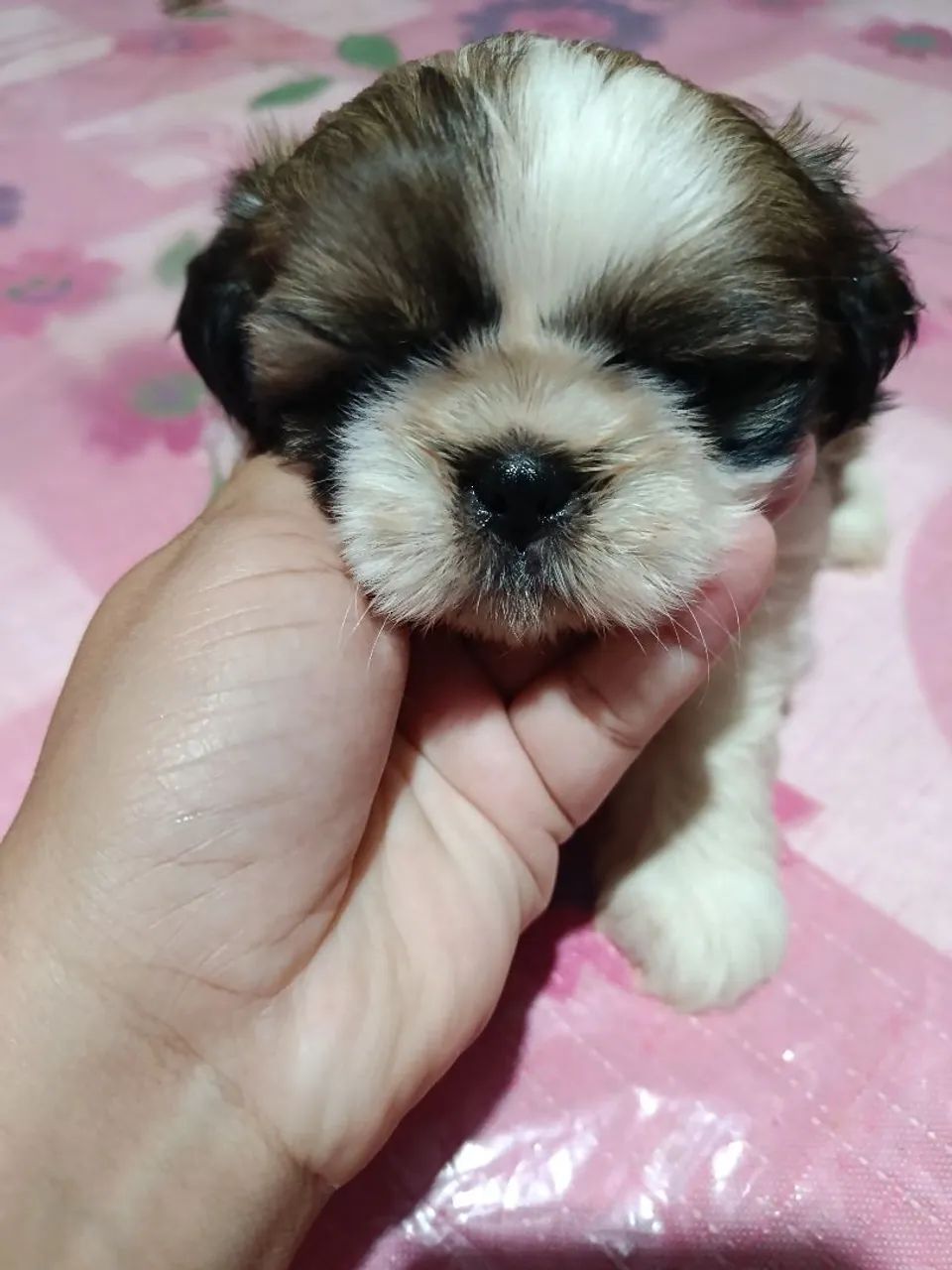 Cachorro Shitzu  - Foto 3