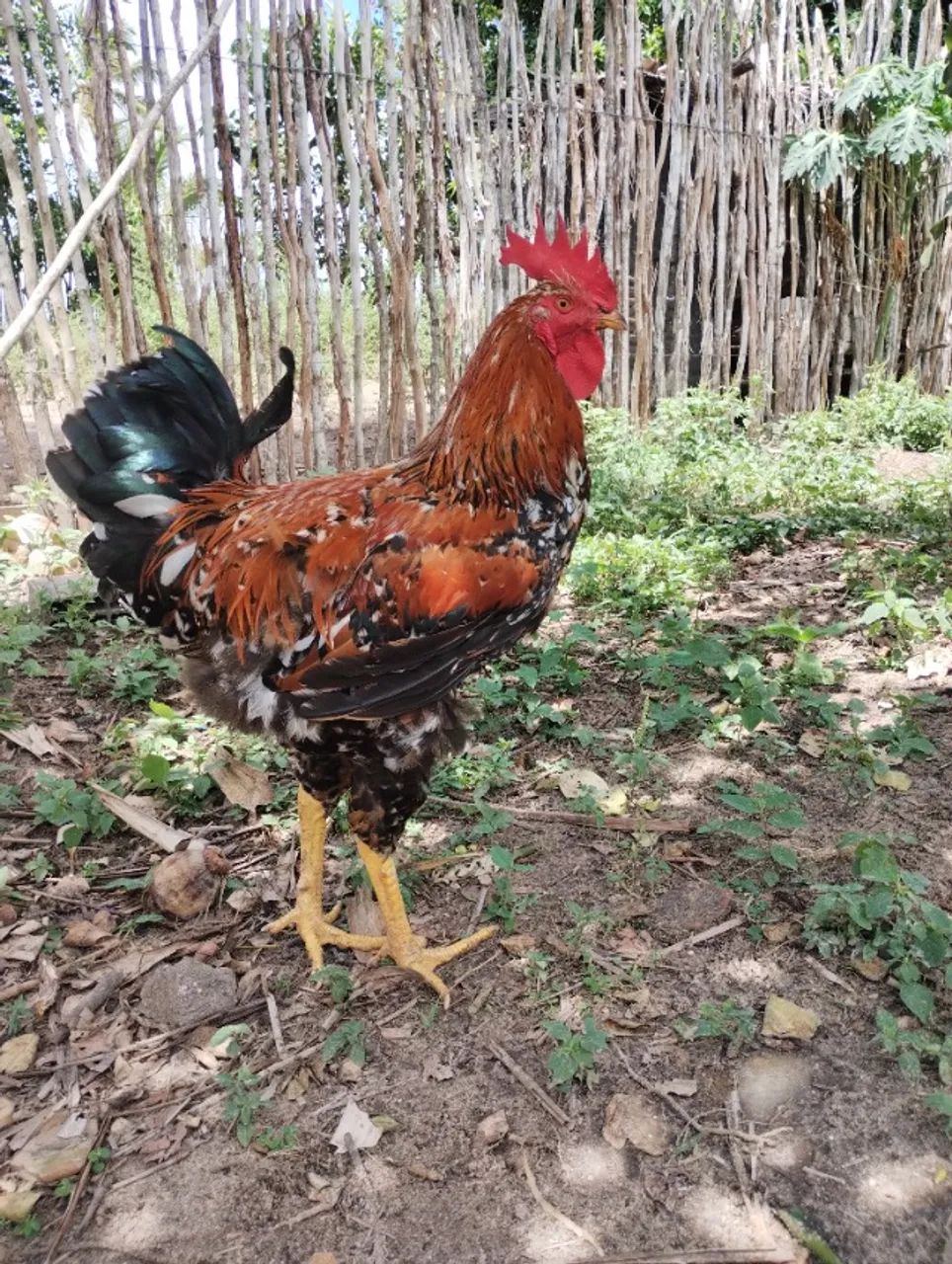 Frango GSB  - Foto 4