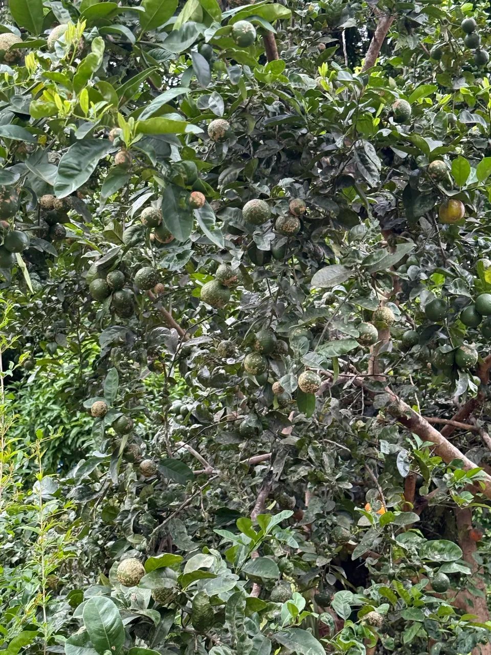 Caixa limão galego