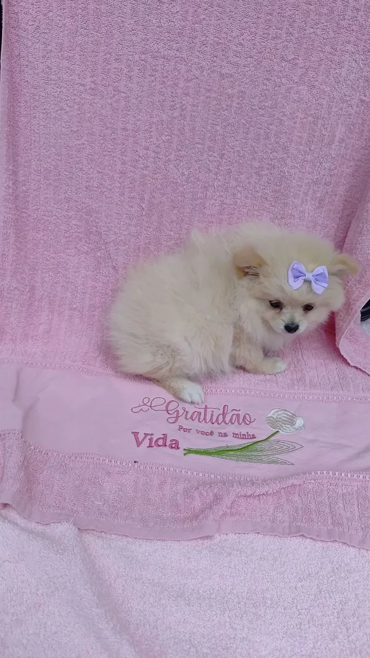 Cachorro lulu  - Foto 5