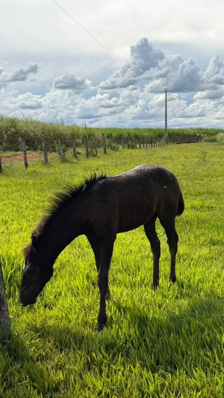Vendo égua com a potra ! É mansa, mas ainda está com meia doma !  - Foto 4