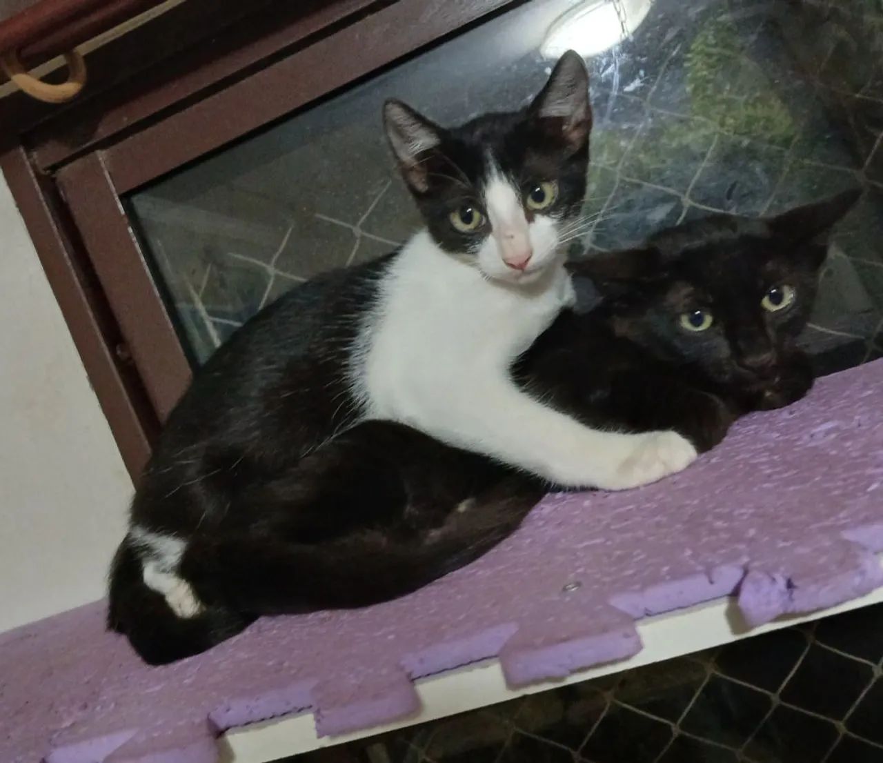 Gatos filhotes  - Foto 3