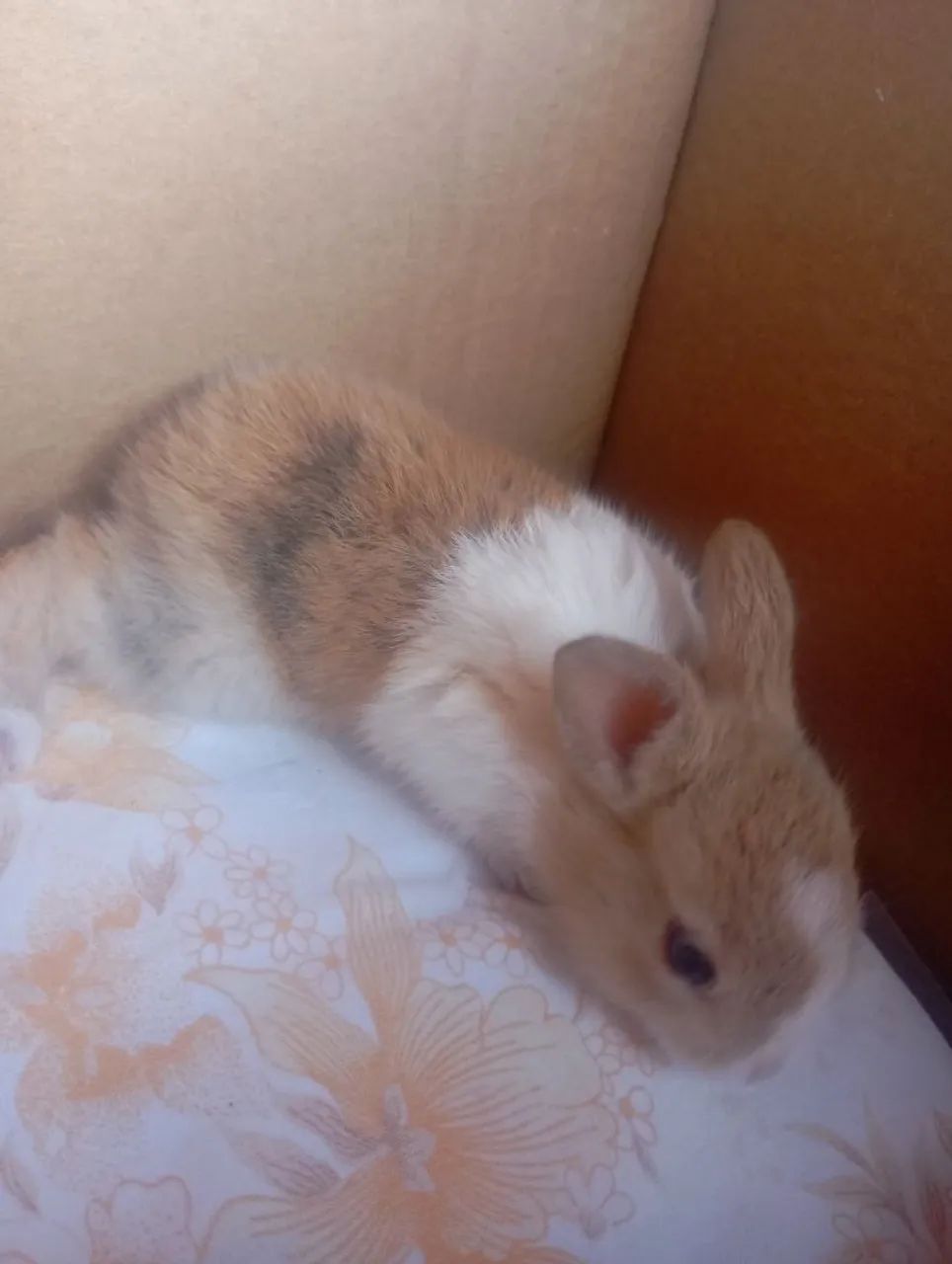 Coelhos filhotes  - Foto 3