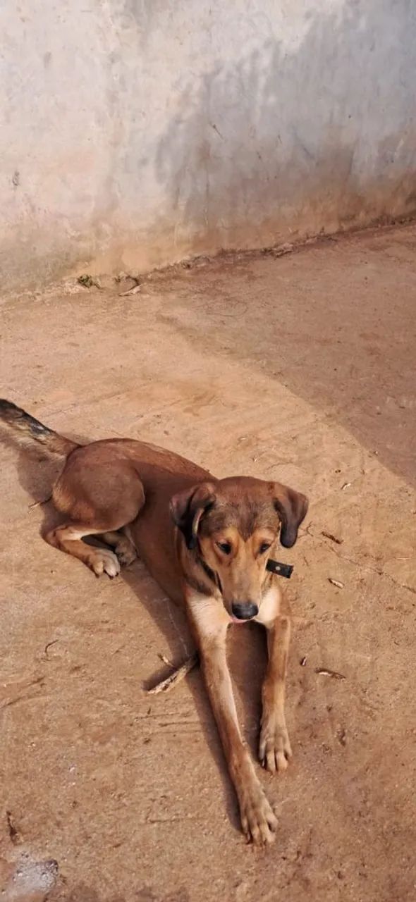 Doação responsável de cachorra - Foto 2