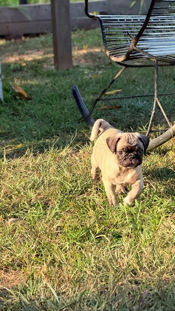 Pug - Foto 4