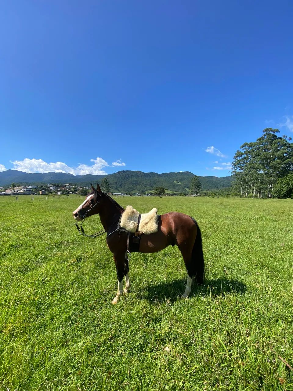 Vendo cavalo criolo