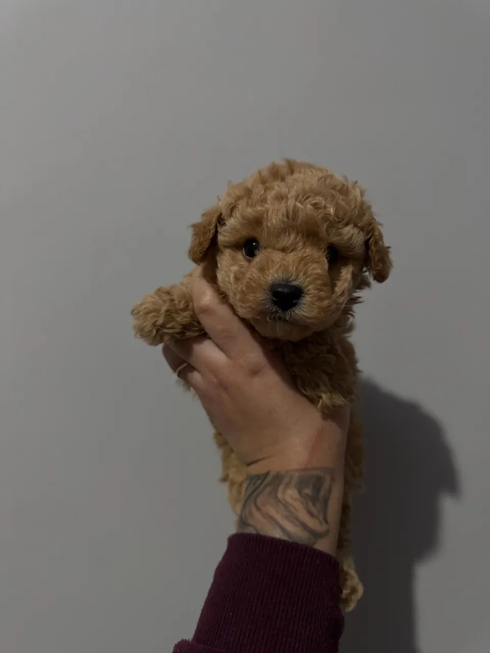 Poodle Toy - Vendas - Macho e Fêmea  - Foto 3