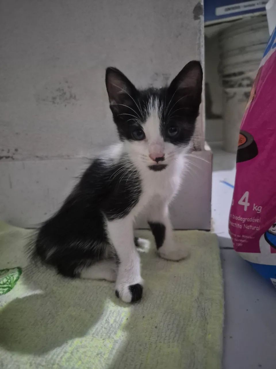 Gatinhos filhotes  - Foto 2