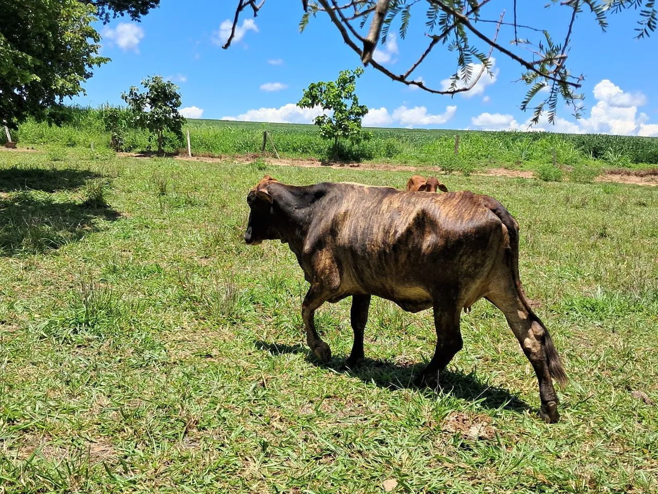 Vendo vacas solteiras