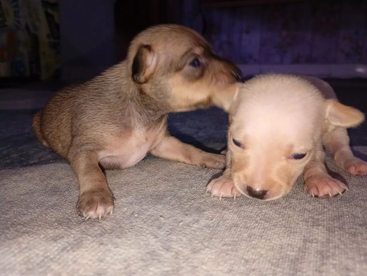 Pinscher  - Foto 2
