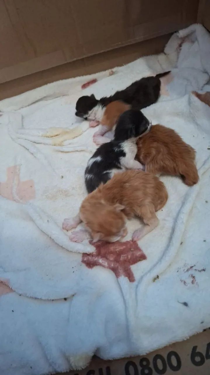 Maine Coon gatos filhotes disponíveis  - Foto 5