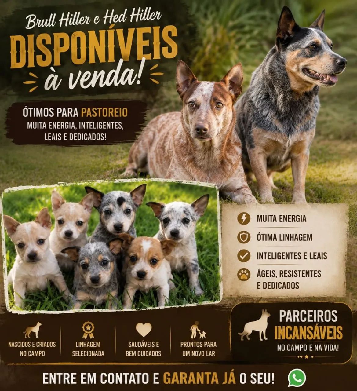 CÃO BOIADEIRO 