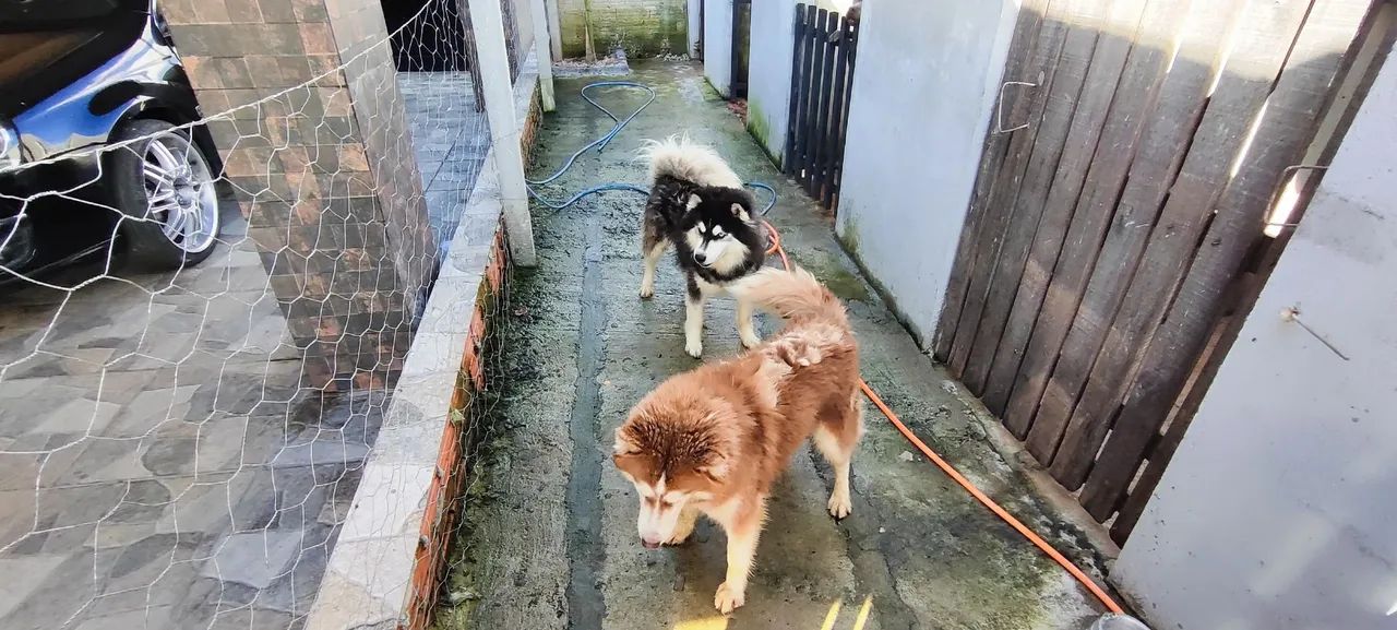 Husky siberiano  - Foto 2