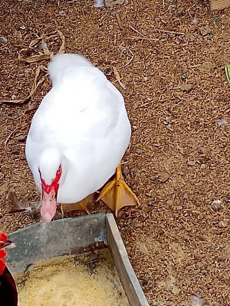 Patos - Foto 3