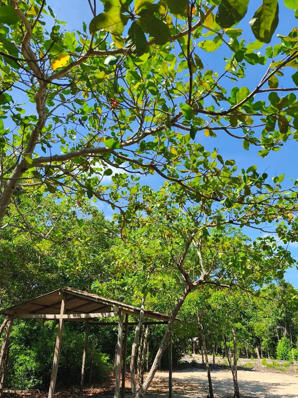 Foto - Santarém - Caranazal