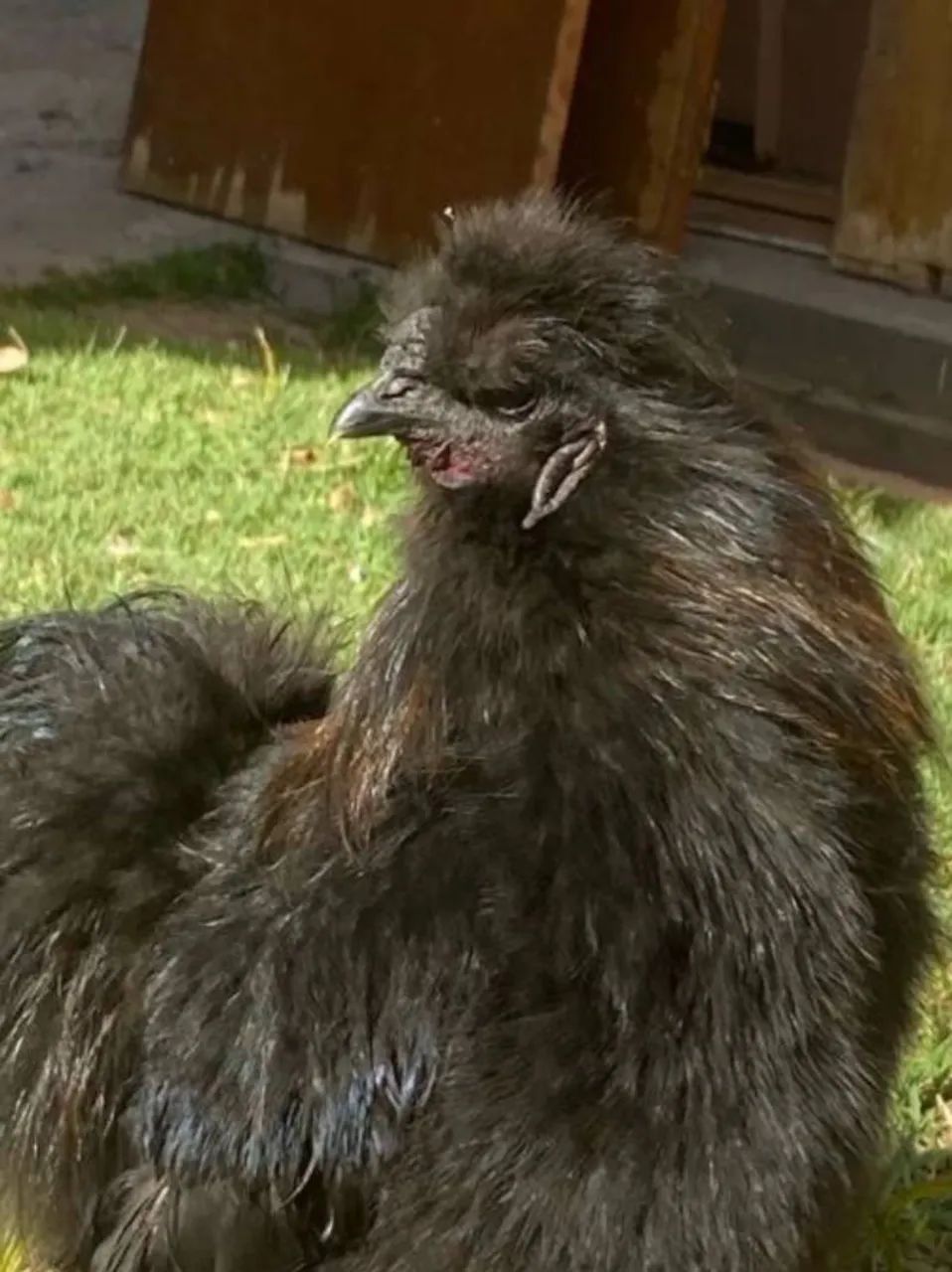 Vende-se galo sedoso do Japão preto - Foto 2