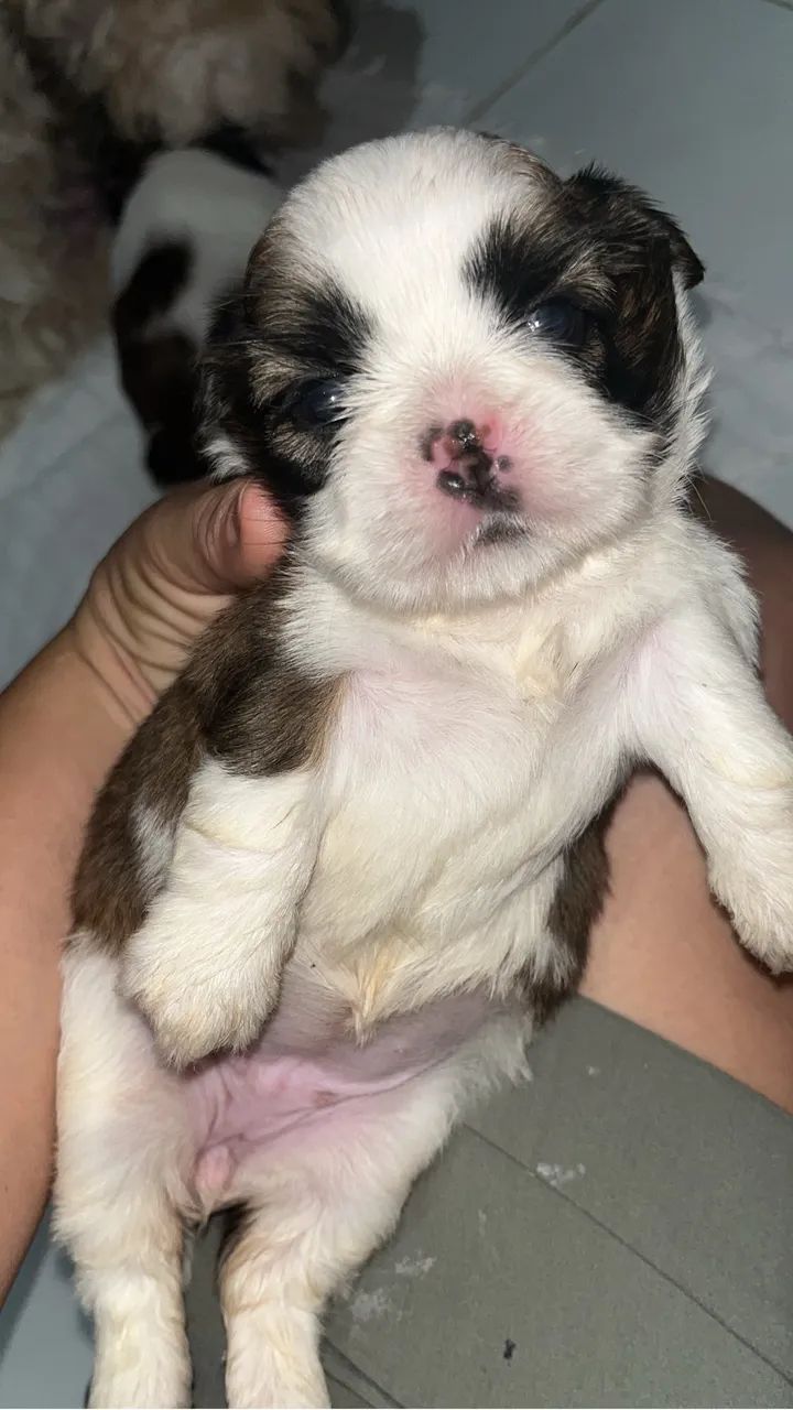 Shih tzu - Foto 4