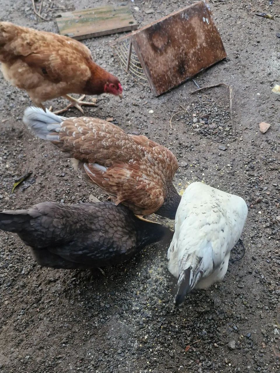 Galinha Inglesa - Foto 3