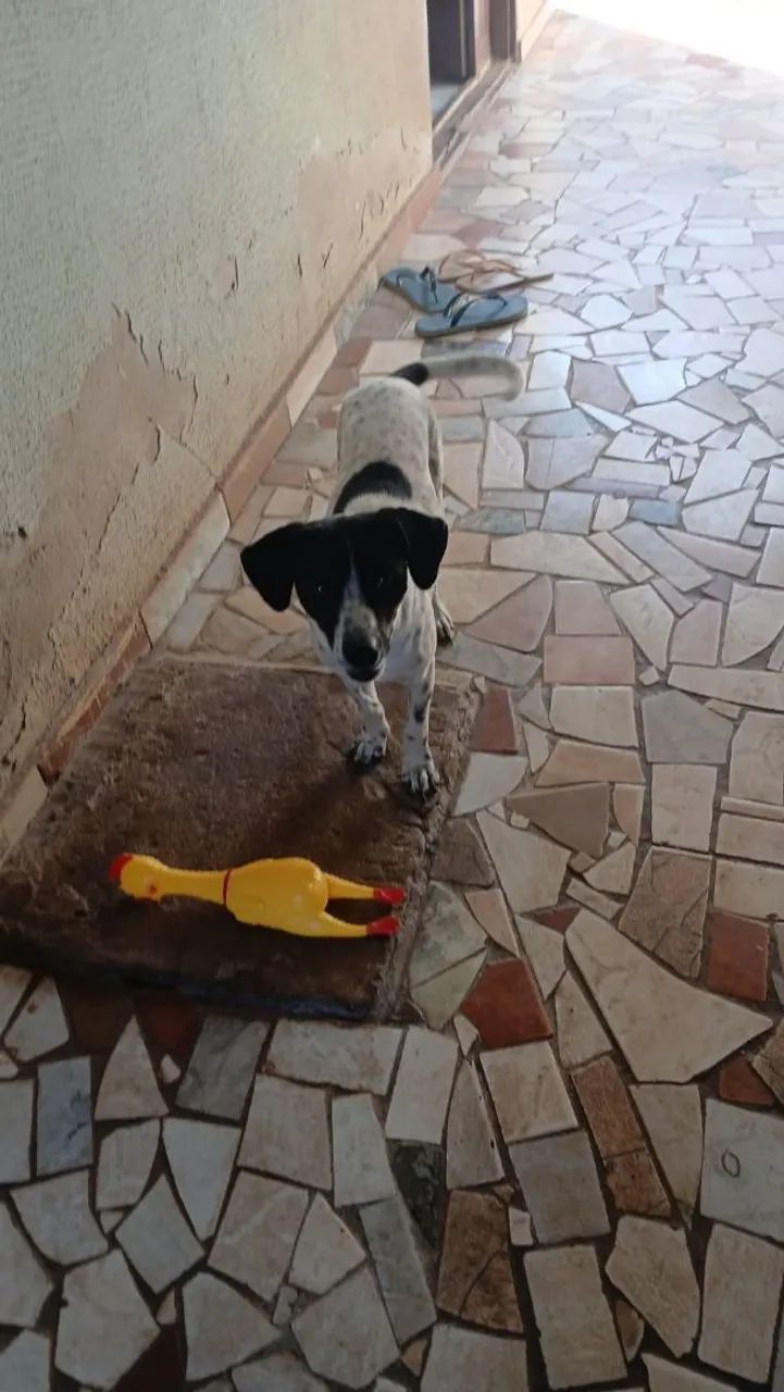 Cachorro para doaçao  - Foto 3