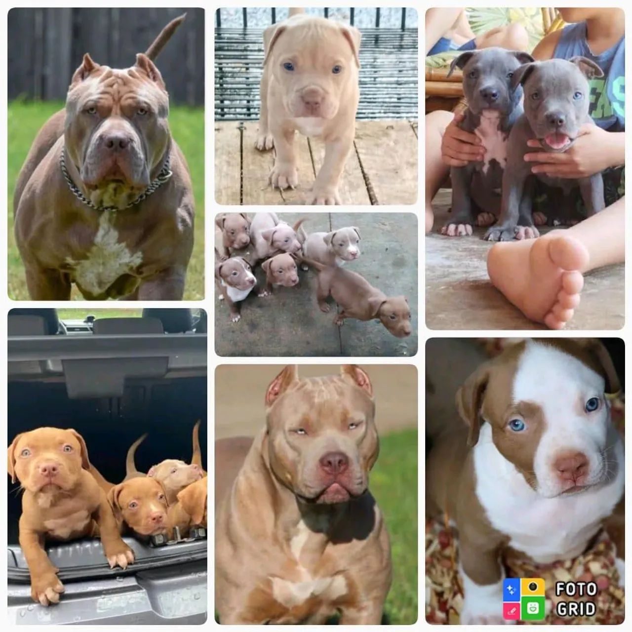 Vendo Filhotes Pit Bull 