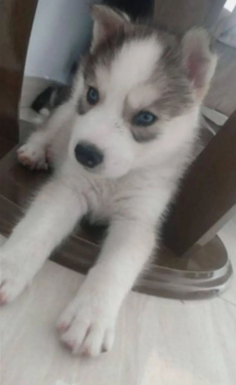 Husky Siberiano reservas