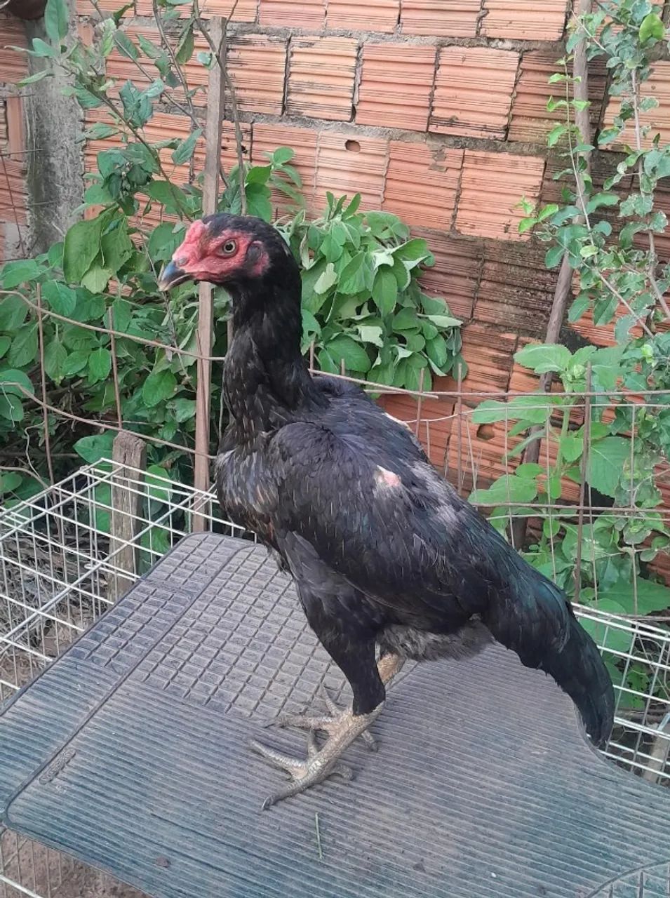 Franga 