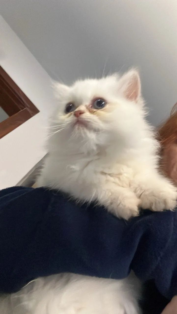 Gato persa